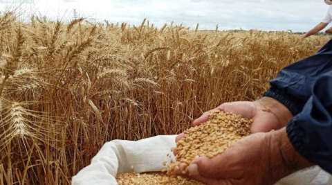 Yerli ve milli buğday tohumu ’kirve’ tanıtıldı