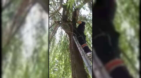5 metrelik ağaçtan inemeyen kediyi itfaiye ekipleri kurtardı
