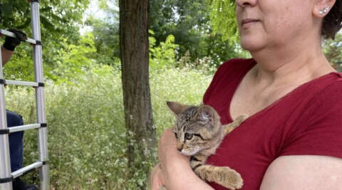 Ağaçta mahsur kalan yavru kedi için itfaiye seferber oldu