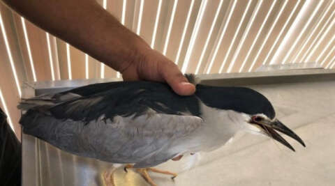 Tuzaklanan oltaya takılan balıkçıl kuşu hayata döndürüldü