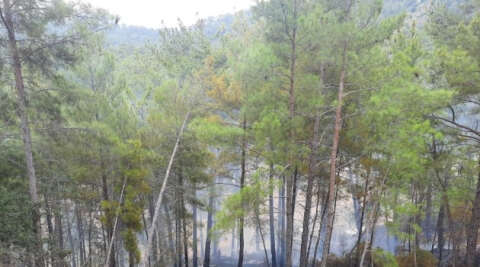 Manavgat’ta orman yangını büyümeden söndürüldü
