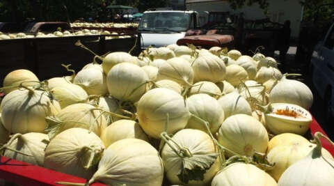 Tüm dünya bu kavunun peşinde