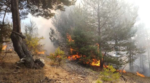 Amasya’da orman yangını