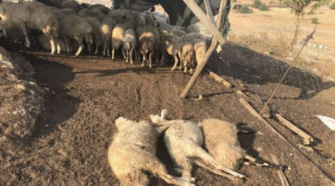Koyun sürüsü tarım ilacıyla zehirlendi