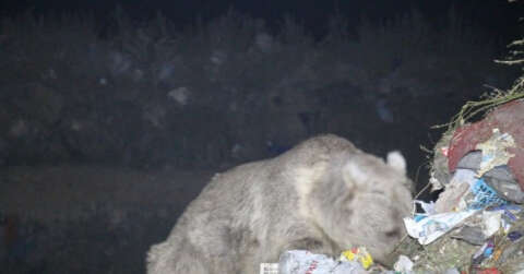Boz ayılar yiyecek ararken görüntülendi