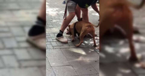 (Özel) İstanbul’un göbeğinde pitbull dehşeti kamerada: “Köpeği vurun”