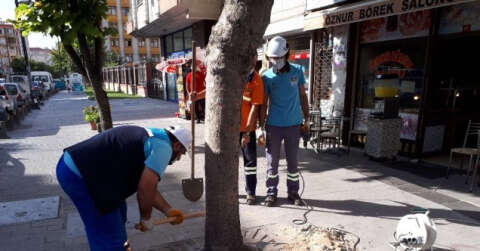 Köklerine beton dökülen ağaçlar tedavi ediliyor