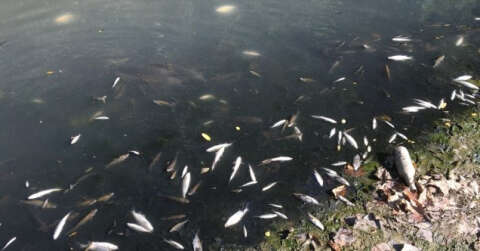 Bartın Irmağı’nda yüzlerce balık ölüsü kıyıya vurdu