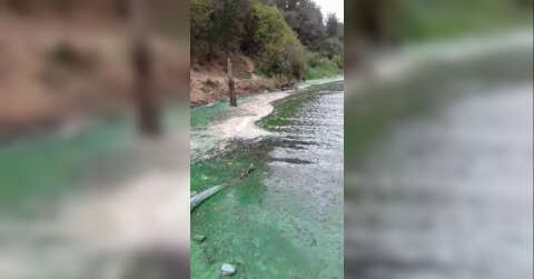 (ÖZEL)Sultangazi’de baraj suyu yeşile döndü