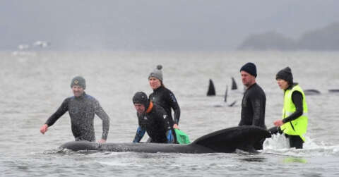 Tazmanya adası açıklarında 90 ölü kılavuz balina bulundu