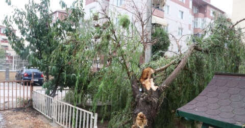 Kocaeli’de kuvvetli rüzgar ağaçları devirdi, yolları su bastı