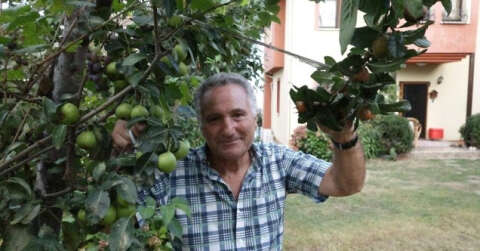 Ayva ağacında ayvadan başka her meyve var