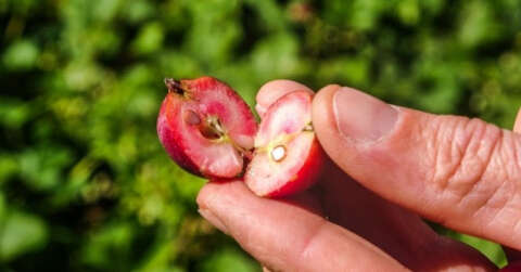 İçi dışı kırmızı elma şifa deposu