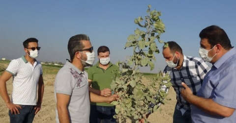 Mardin’de fıstık üretimine rağbet artıyor