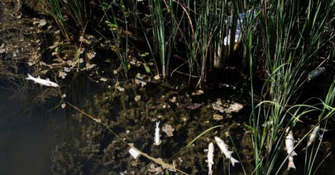 Antalya’da deredeki balık ölümlerinde kimyasal madde ihtimali