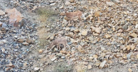 Artvin’de dağ keçileri görüntülendi