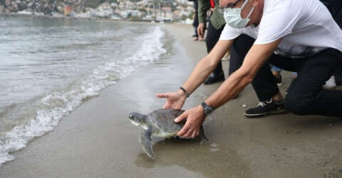 Tedavisi tamamlanan yeşil deniz kaplumbağası denize bırakıldı
