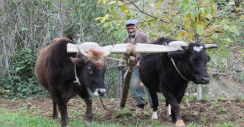 Teknolojinin giremediği arazilerde kara saban ve öküzler çiftçinin imdadına yetişiyor