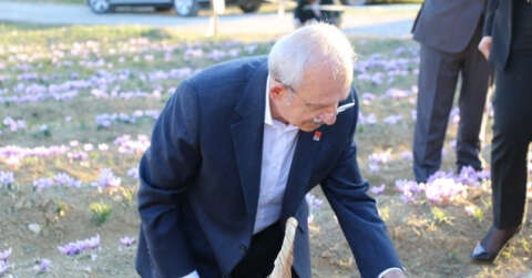 CHP Genel Başkanı Kılıçdaroğlu Safran tarlasında hasat yaptı