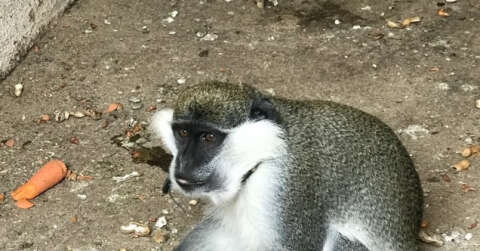 Düzce’de sahibinin terk ettiği tropikal maymun yakalanarak koruma altına alındı