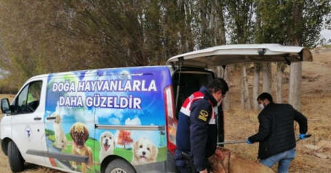Yozgat’ta bahisle köpek dövüştüren 8 kişi gözaltına alındı