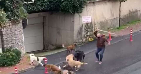 (Özel) İstanbul’da başıboş köpeklerin mahalleliye korku yaşattığı anlar kamerada