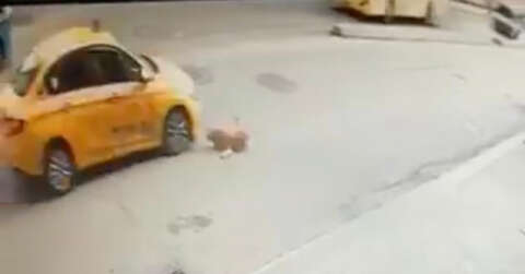 (Özel) Pendik’te köpeğe çarpan taksici kaçtı