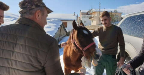 Yaylada ölüme terk edilen at günler sonra hayvanseverler tarafından kurtarıldı
