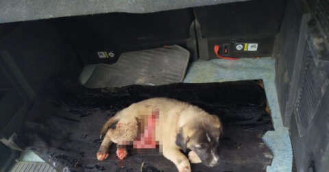 Yavru köpeğin boğazını kesip karnını deştiler