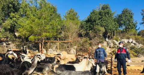 Kayıp 20 keçi ormanda bulundu