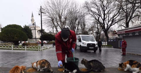 Fatih’te sokak hayvanları kısıtlamada unutulmadı