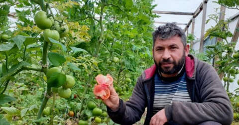 Kendi imkanıyla kurduğu serada organik domates yetiştiriyor