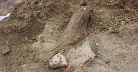 Köylüler su ararken buldu, mamut fosili olabilir