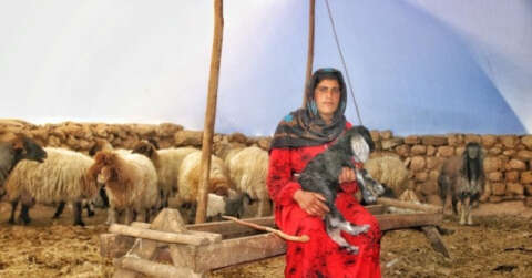 Çocukluğundan beri çobanlık yapan Ayten, ’anne şefkatiyle’ kuzulara bakıyor