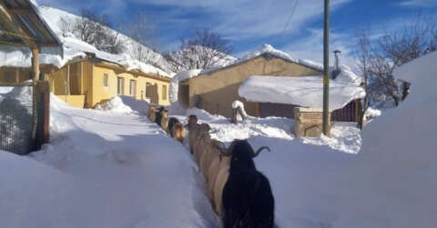 Keçilerin zorlu kış şartlarında karın doyurma mücadelesi