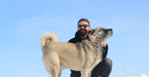 Kurtların korkulu rüyası Kangallar kurtlara nasıl yem oldu