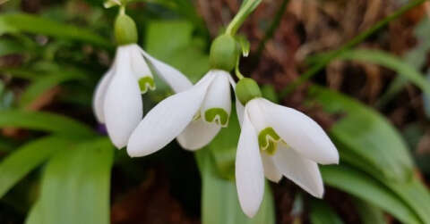 Karadeniz’de yetişen kardelen çiçeğinin nesli tükenme tehlikesiyle karşı karşıya