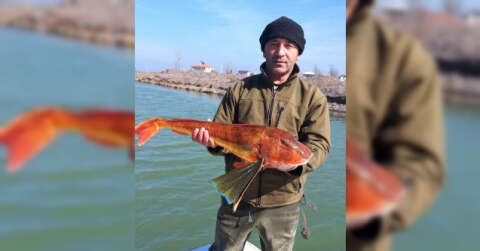 Barbun için attığı ağdan 5 kiloluk Kırlangıç balığı çıktı