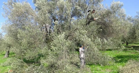 (Özel) Zeytin ağacının soğuk havaya da ihtiyacı var