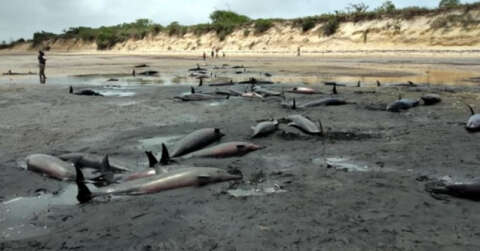 Mozambik sahilinde 111 ölü balina bulundu