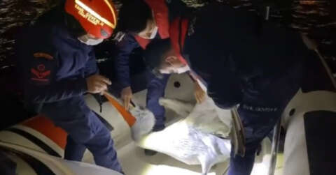 İzmir’de yaralı pelikan, Sahil Güvenlik tarafından kurtarıldı