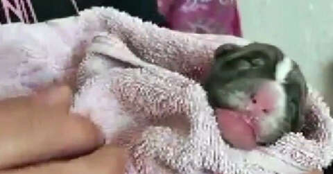 Çöpte bulunan yavru köpeği sahiplenip biberon ve şırıngayla beslediler