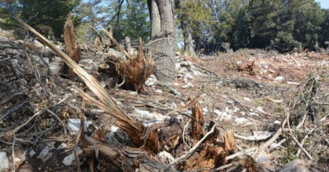Antalya’da hazine ve sarı alan arazilerindeki ağaç katliamına tepki
