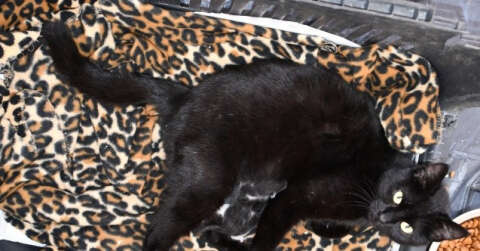 Ayağı kırılan gebe kedi hayata döndürüldü