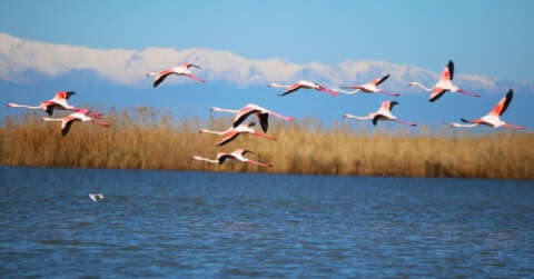 Flamingoların gökyüzü dansı