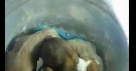 Beykoz’da yeraltı çöp konteynerine atılan 7 yavru köpek, itfaiye tarafından kurtarıldı