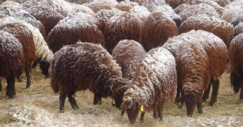 Besiciler koyunlarını kar altında yemliyor