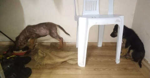 Donmak üzere olan köpek yavrularına yardım eli uzattı