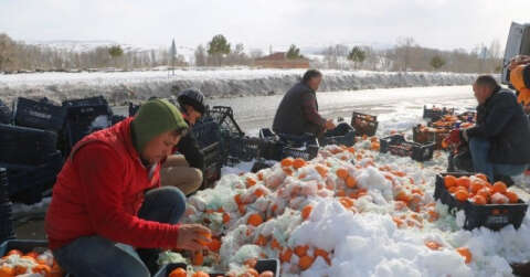 Tonlarca portakal kar içerisinden tek tek toplandı