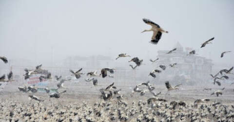 Göç yolundaki leyleklerden Konya’ya zorunlu iniş